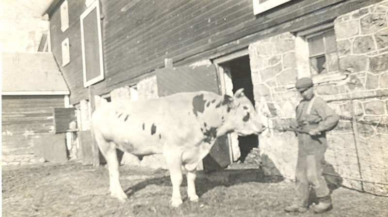 Student handling a bull, Brandon Industrial Institute