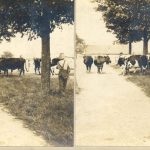 Boys gathering the cows for milking, Mount Elgin Institute.