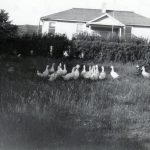 Group of ducks in the grass, Round Lake Residential School in the background.