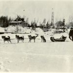 Woman being pulled in a sleigh by a dog team.
