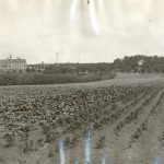 Large field with rows of small plants, tree line and Brandon Residential School in the background.