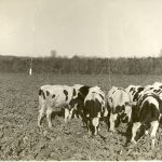 Group of cows standing in a field, most with their heads down eating, tree line in the background.