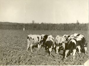 Group of cows standing in a field, most with their heads down eating, tree line in the background.