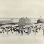Livestock and barns, Brandon Industrial Institute