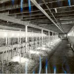 Interior of the dairy barn, taken looking down the length of the building, with stalls on the left, light coming in through the small windows.