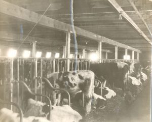 Row of cows in stalls in the dairy barn, light coming in through small windows.