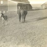 A horse and new filly, with farm buildings in the background, Brandon Industrial Institute.