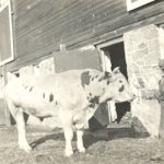 Bull behind handled by a youth, in front of a barn.