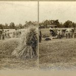 Stereoscope of children and staff bringing in hay