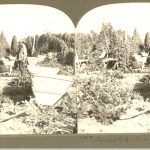 Stereoscope of Indigenous people hop picking