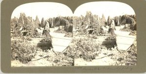Stereoscope of Indigenous people hop picking